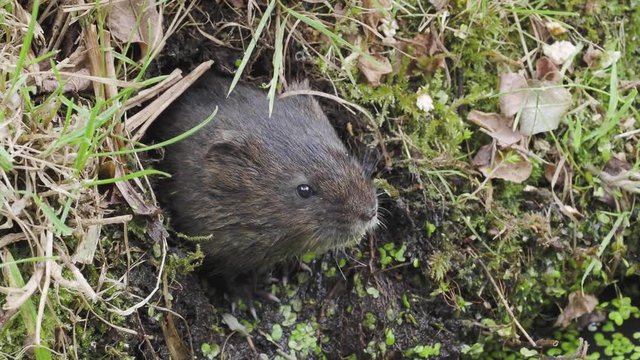 European or northern water vole (Arvicola amphibius) 