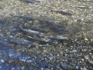 Salmon run