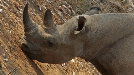 Black rhino