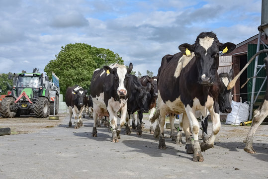 Melkzeit - K&uuml;he gehen von der Weide zur&uuml;ck in den Stall