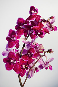 Orchidee rosa vor weißem Hintergrund