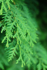 Thuja branches, natural background, coniferous greens.