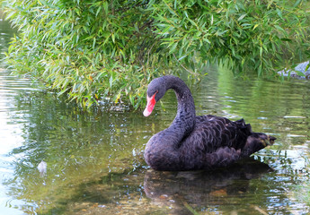 Obraz premium Black swan on a pond under willows in a park