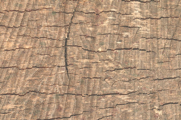 Wood grain, wooden texture background. Close up, copy space. Foggy wooden background.