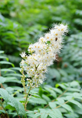 Sorbaria tomentosa (Lindl.) In the botanical sady summer.