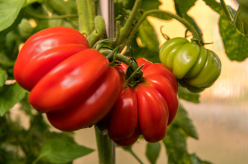 Ripe red tomatoes in a small greenhouse in the garden. Concept: healthy diet or vegetables