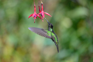Blue hummingbird Violet Sabrewing flying next to beautiful red flower. Tinny bird fly in jungle. Wildlife in tropic Costa Rica. Two bird sucking nectar from bloom in the forest. Bird behaviour