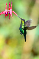 Obraz premium Blue hummingbird Violet Sabrewing flying next to beautiful red flower. Tinny bird fly in jungle. Wildlife in tropic Costa Rica. Two bird sucking nectar from bloom in the forest. Bird behaviour