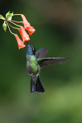 Blue hummingbird Violet Sabrewing flying next to beautiful red flower. Tinny bird fly in jungle. Wildlife in tropic Costa Rica. Two bird sucking nectar from bloom in the forest. Bird behaviour