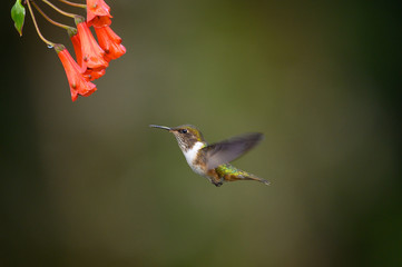 Blue hummingbird Violet Sabrewing flying next to beautiful red flower. Tinny bird fly in jungle. Wildlife in tropic Costa Rica. Two bird sucking nectar from bloom in the forest. Bird behaviour