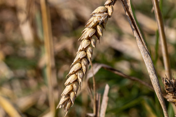 Close-up of wheat in a cornfield