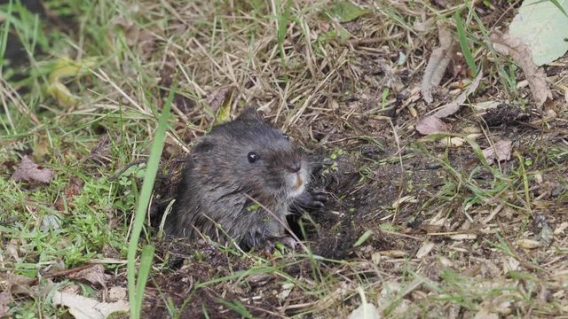 European or northern water vole (Arvicola amphibius) 