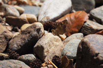 mariposa de cabeza muy peluda sobre una piedra del rio ulla, galicia 