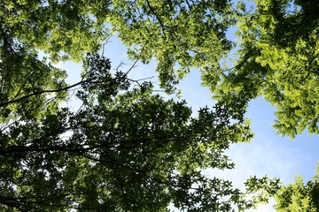 A view of the green leaves in the trees and sky background