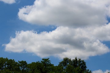 The fluffy white clouds over the treetops on a sunny day.