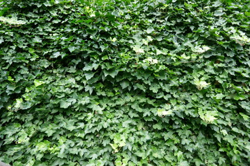 Ivy, hedera helix, evergreen climbing plant grows up on a walll