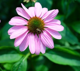 Obraz premium A close view of a bright pink flower in the garden.