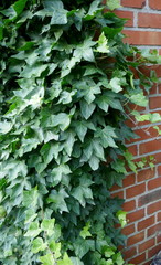 Ivy, hedera helix, evergreen climbing plant grows up on a brick wall