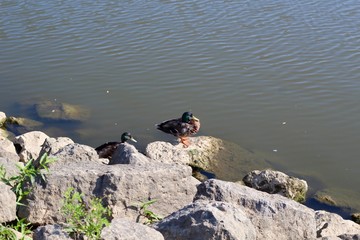 Obraz na płótnie Canvas The ducks on the rocks near the water of the lake.