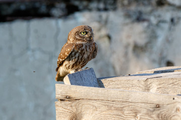 Little Owl (Athene noctua). Wild bird