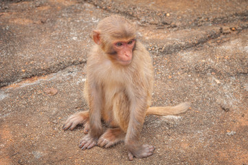 A macaque cub sitting on a stone rock.