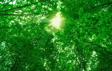 Fototapeta na wymiar beautiful trees in sunshine, natural background