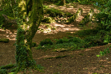 Trees and shadows in Barna woods