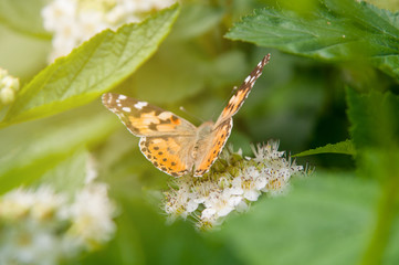 butterfly thistle. daytime beautiful butterfly. butterfly collects nectar.