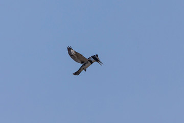The belted kingfisher (Megaceryle alcyon) on the hunting, often standing on one place in the air and looking for prey