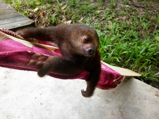 perezoso bebe © kelly