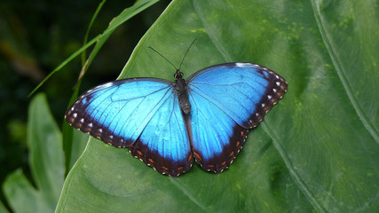Morpho Peleides