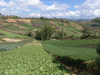 paisaje cultivos