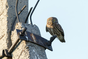 Little Owl (Athene noctua). Wild bird
