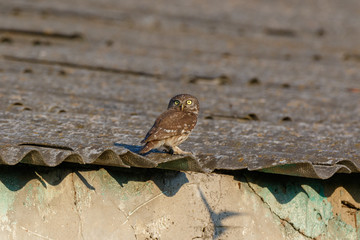 Little Owl (Athene noctua). Wild bird