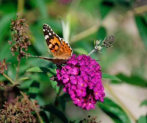 A beautiful black and orange Hungarian butterfly on a purple flowering bush