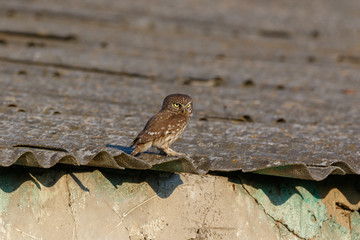 Little Owl (Athene noctua). Wild bird