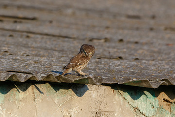 Little Owl (Athene noctua). Wild bird