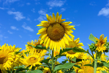 Sunflower flower on a background of blue sky.