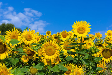 Sunflower flower on a background of blue sky.