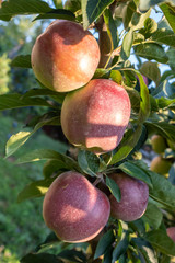 Red Delicious Apple Branch With Fruits