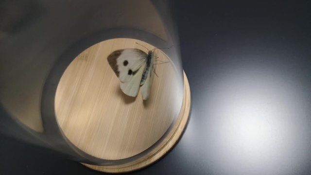 Caught white butterfly is flying and beating against glass wall in glass jar. Concept of futility of effort