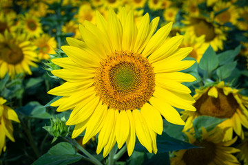 Sunflower flower for use as a background.
