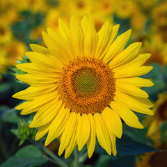 Sunflower flower for use as a background.