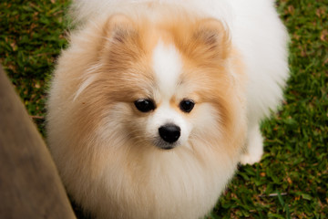 Obraz premium portrait of a cute pomeranian dog