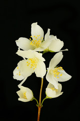 Fototapeta na wymiar Philadelphus flowers against black