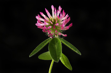 Red clover against black