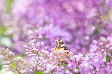 Beautiful pink violet lilac syringa flowers and fluttering butterfly on nature outdoors, close-up macro. Magic artistic image. Toned in sunny light tones.