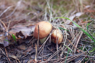 mushroom oiler in the grass in the forest.