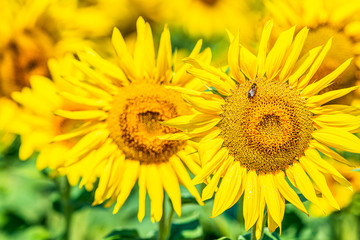 Obraz premium Prettiest sunflowers field. Closeup of sunflower on farm. Rural landscape