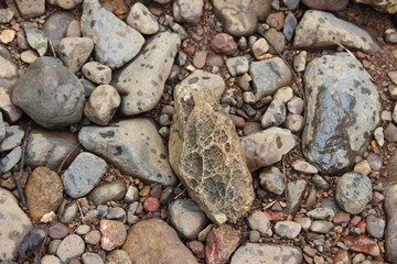 Fossilized rock